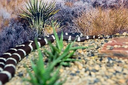 cobras mais venenosas do mundo