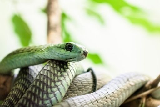 cobras mais venenosas do mundo