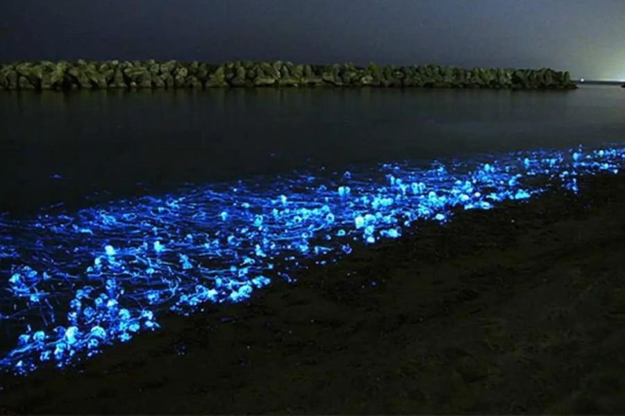 bioluminescência